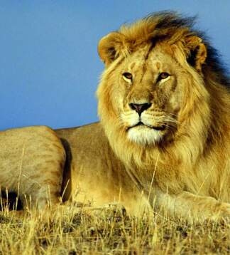 Südafrika & Eswatini – Krüger Safari: Camping oder Lodge Abenteuer
